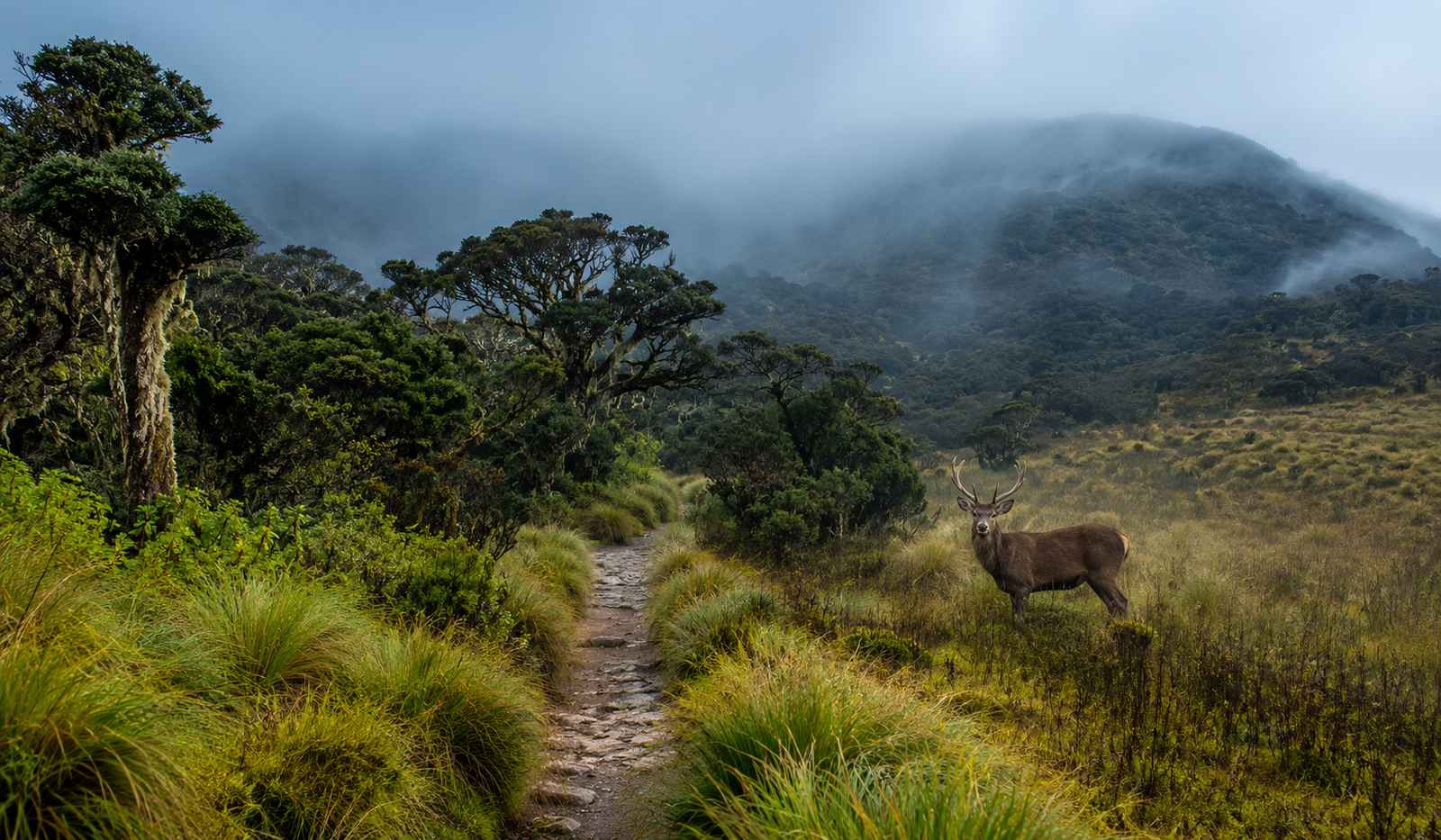 Horton Plains National Park & World’s End.