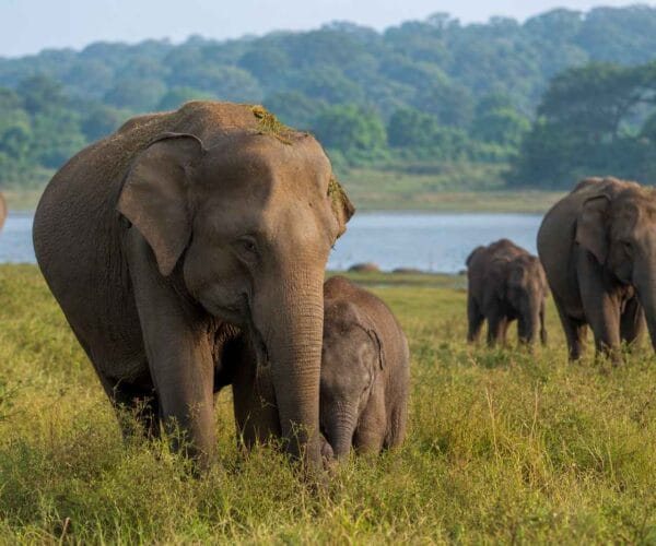 Sri Lanka Rundreise ab der Schweiz- must visit Minneriya National Park