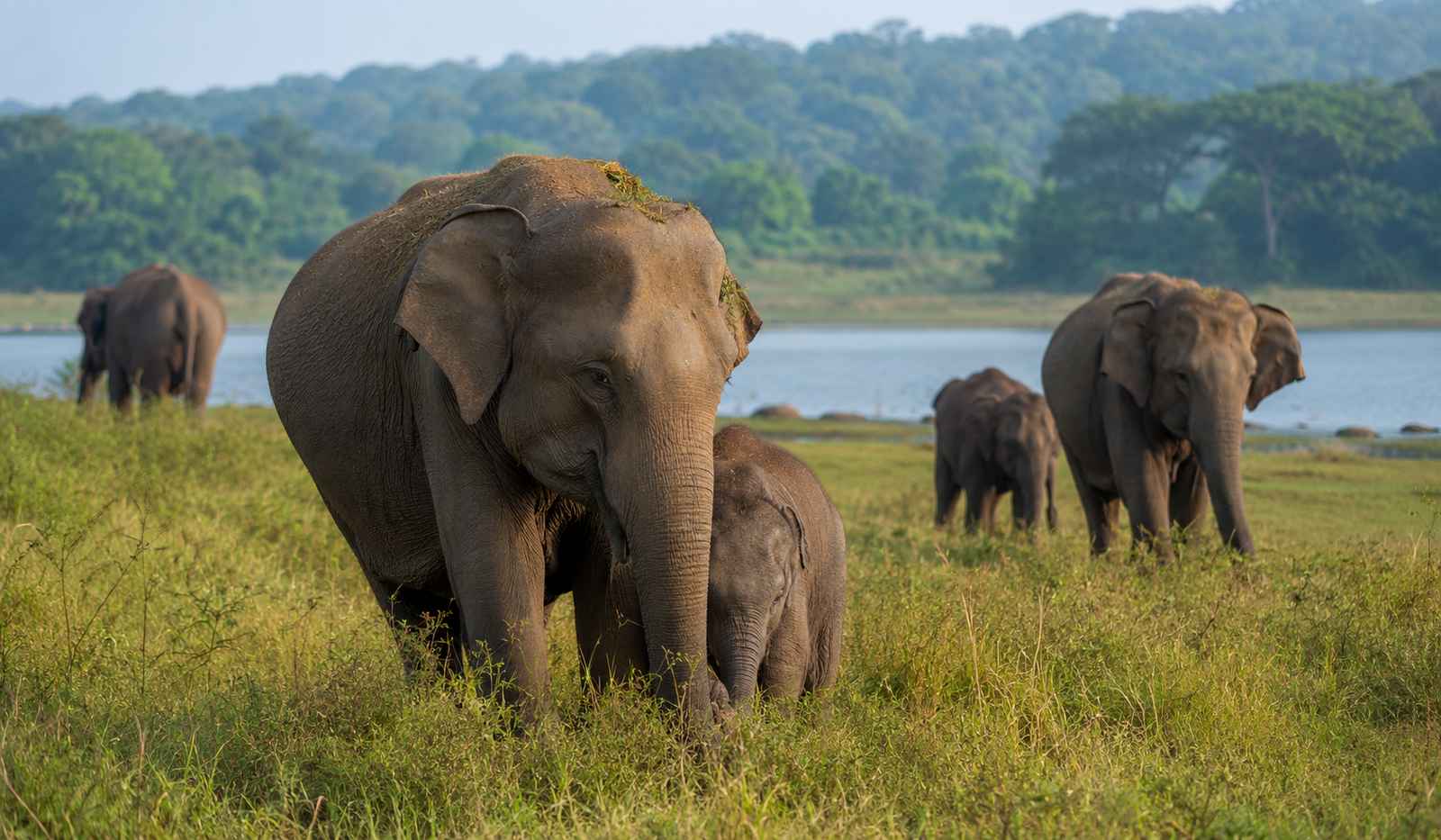 Minneriya National Park Safari Guide 2026: 8.