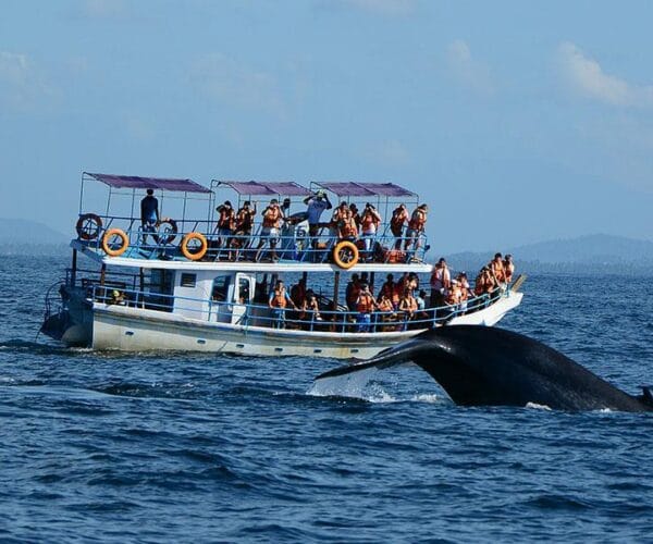Blue whale watching by the german travellers near Mirissa