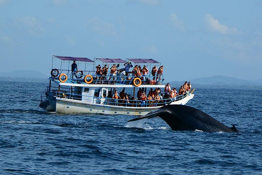 Best Wildlife Tours in Sri Lanka for.