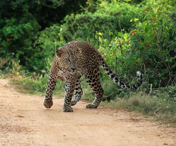 Yala National Park safari in Sri Lanka