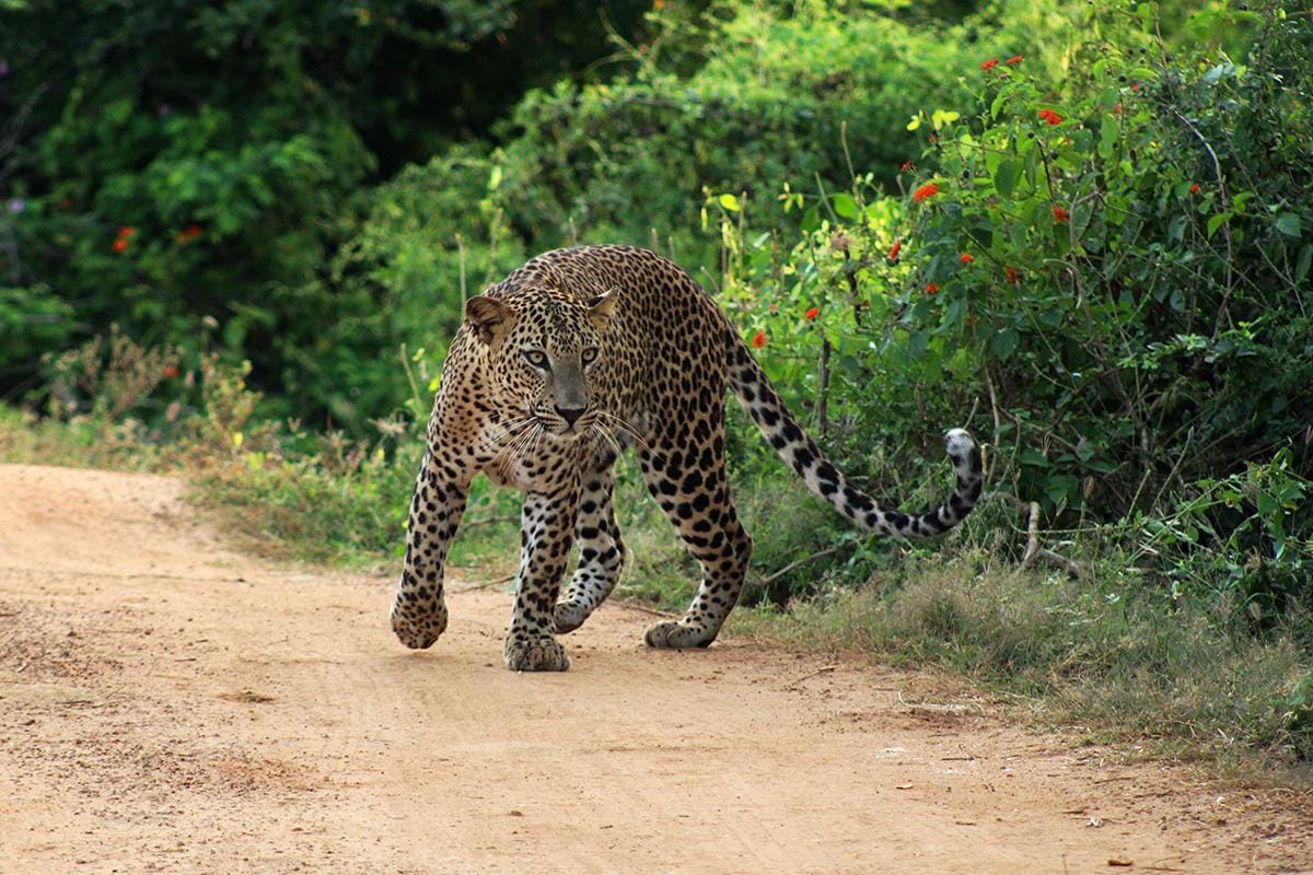 Sri Lanka Travel Guide for British Travellers.