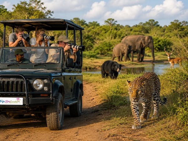 Wildlife safari landscape in Yala National Park, Sri Lanka