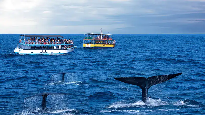 Whale watching experience in Mirissa Sri Lanka