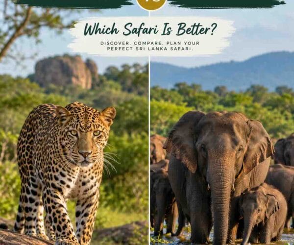 Yala vs Udawalawe safari comparison in Sri Lanka